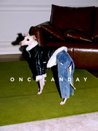 Italian Greyhound standing indoors on a green carpet wearing a black PU leather dog jacket with faux fur trim, styled together with denim dog pants.