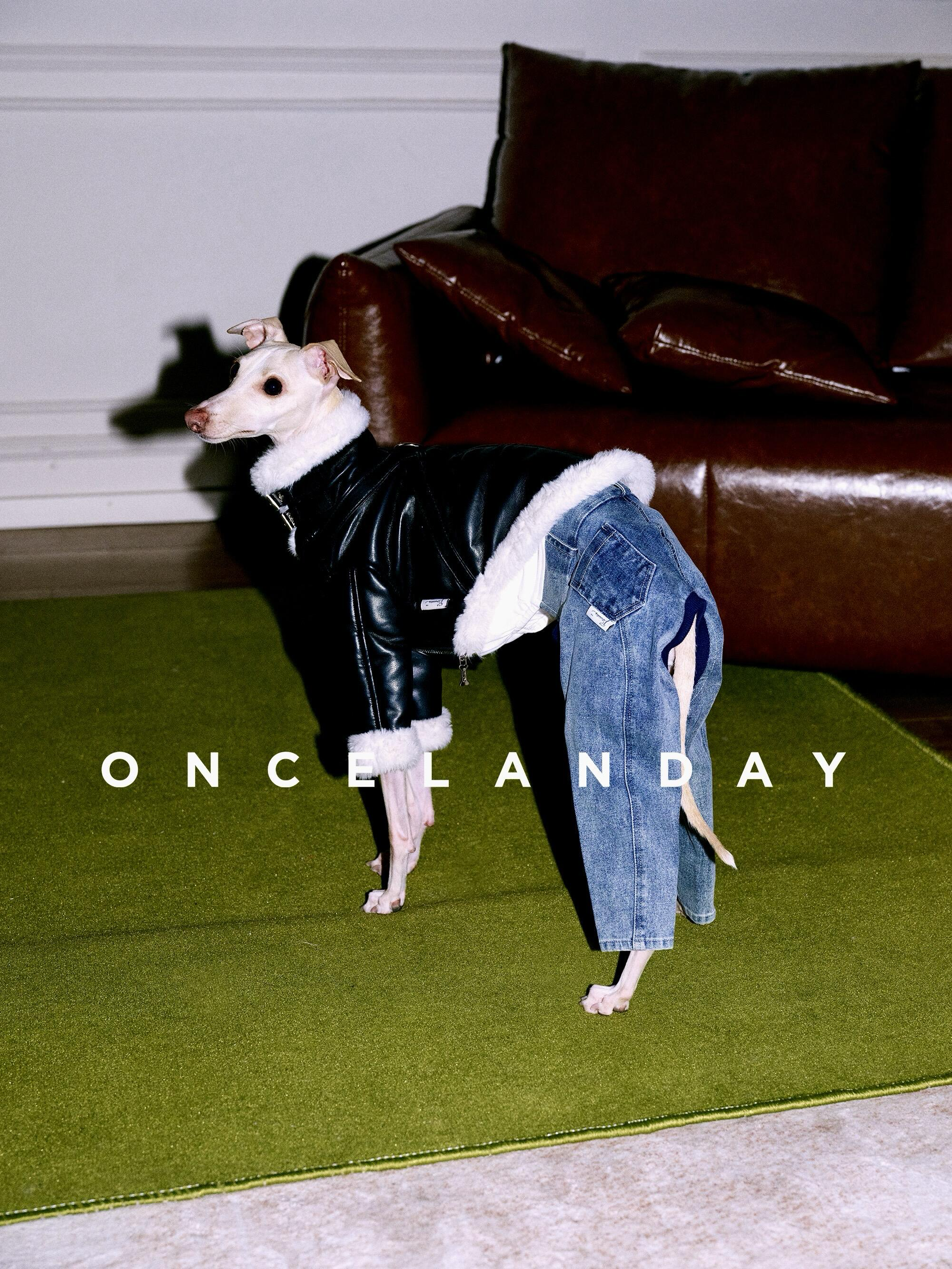Italian Greyhound standing indoors on a green carpet wearing a black PU leather dog jacket with faux fur trim, styled together with denim dog pants.