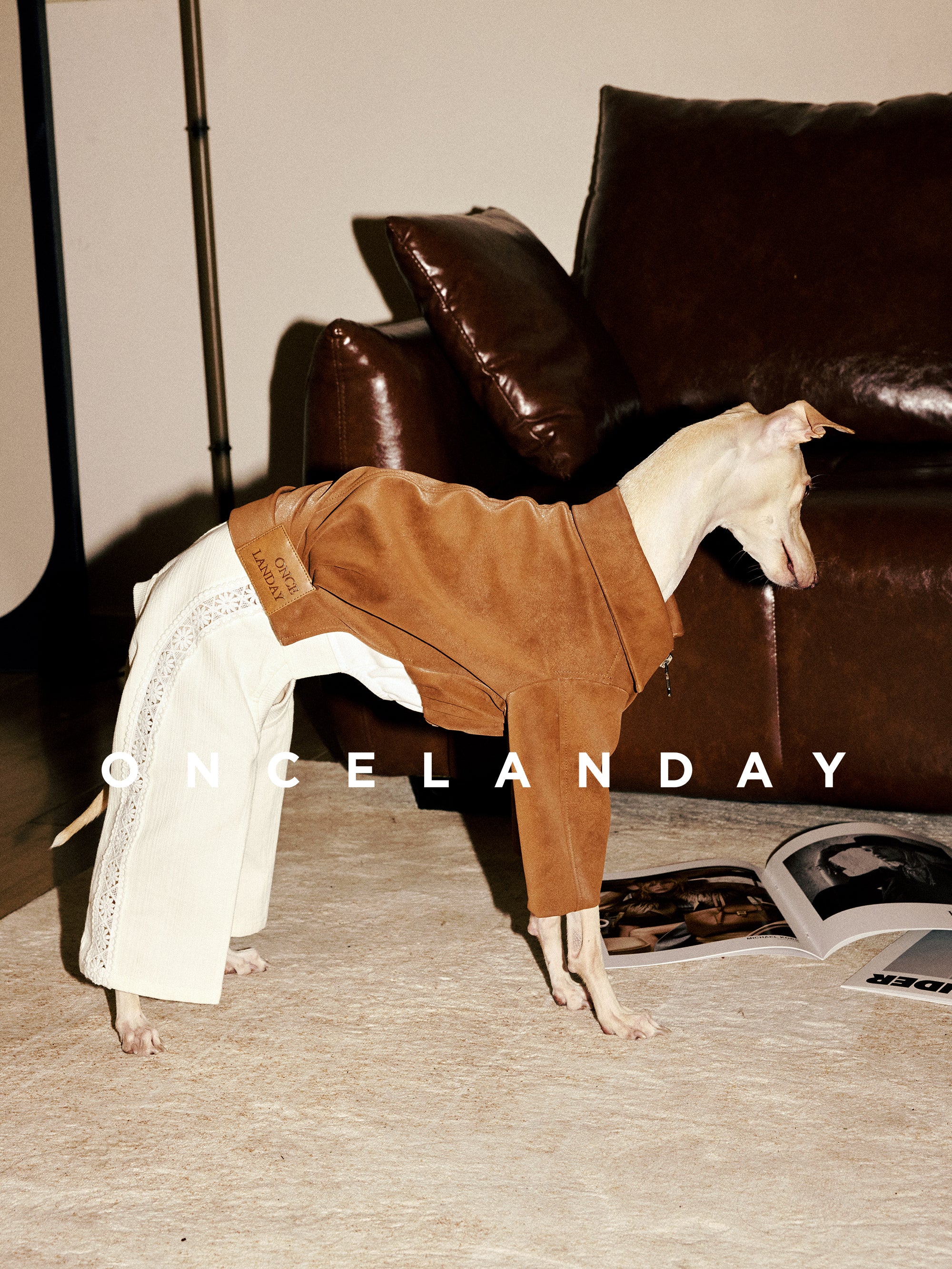Side view of an Italian Greyhound standing indoors wearing ONCELANDAY lace dog pants, showing the slim-fit silhouette, high-waist design, and rear-leg tailored structure.