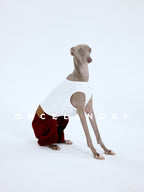 Italian Greyhound sitting in ONCELANDAY dog pants on a white background, showing the fitted waist, structured fabric, and close-to-body silhouette of the pants designed for Italian Greyhounds and Whippets.
