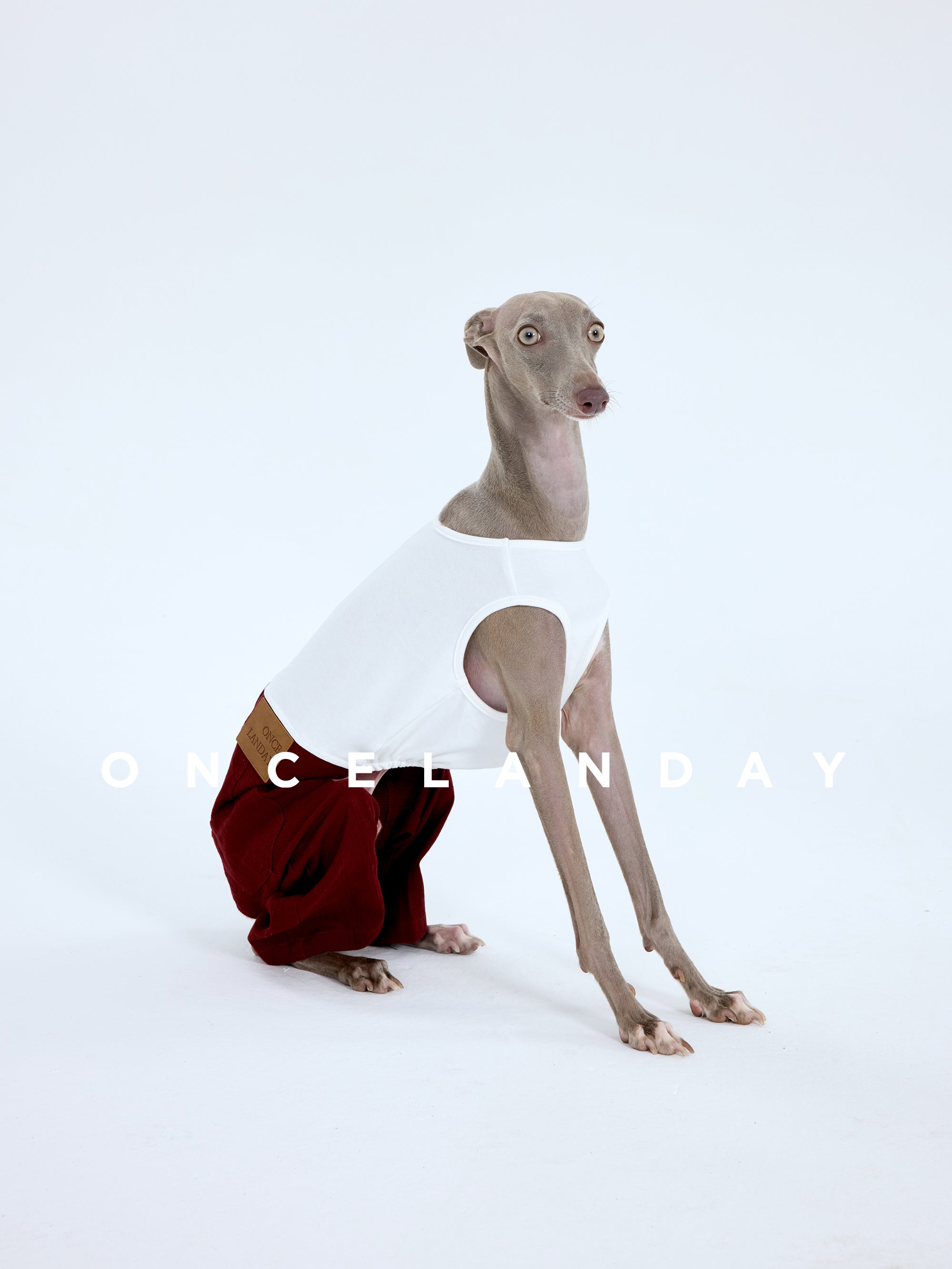 Italian Greyhound sitting in ONCELANDAY dog pants on a white background, showing the fitted waist, structured fabric, and close-to-body silhouette of the pants designed for Italian Greyhounds and Whippets.
