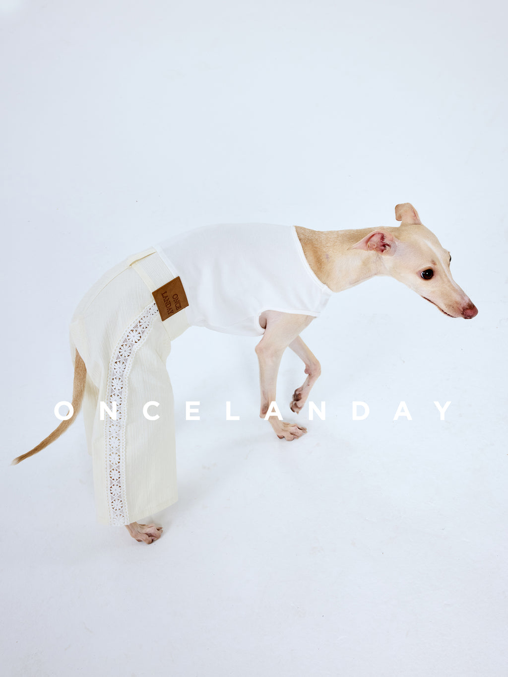 Italian Greyhound walking in ONCELANDAY lace dog pants on a white background, demonstrating natural movement, breathable lace panels, and a slim-fit design without elastic.
