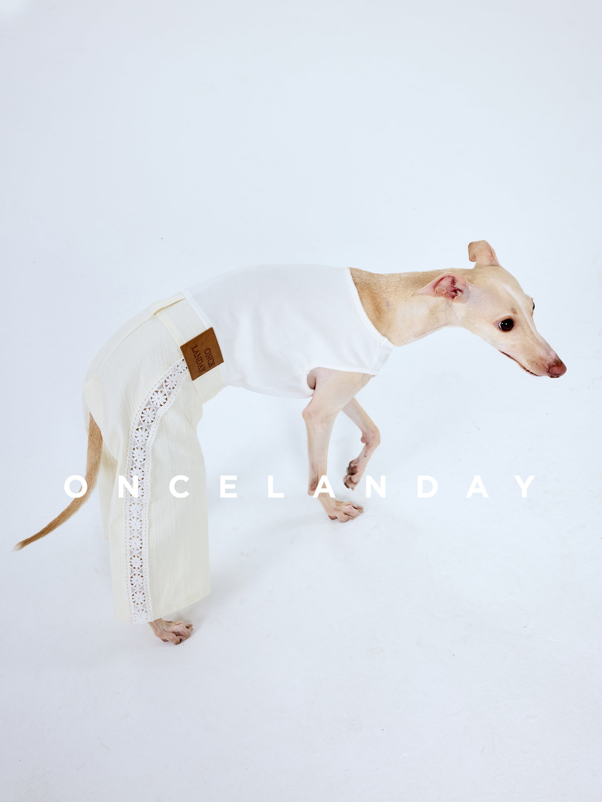 Italian Greyhound walking in ONCELANDAY lace dog pants on a white background, demonstrating natural movement, breathable lace panels, and a slim-fit design without elastic.