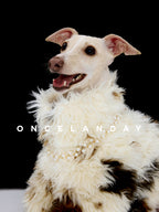 Close-up of Italian Greyhound wearing ONCELANDAY lamb fleece jacket, focusing on fluffy fleece texture and layered fabric detail