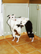 Italian Greyhound wearing ONCELANDAY lamb fleece winter jacket, standing in a kitchen setting, showing thick textured fleece and relaxed indoor styling