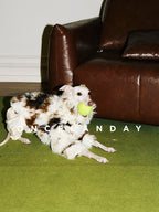 Italian Greyhound lying on a rug indoors wearing ONCELANDAY lamb fleece winter jacket while playing, showing soft fleece surface and relaxed fit