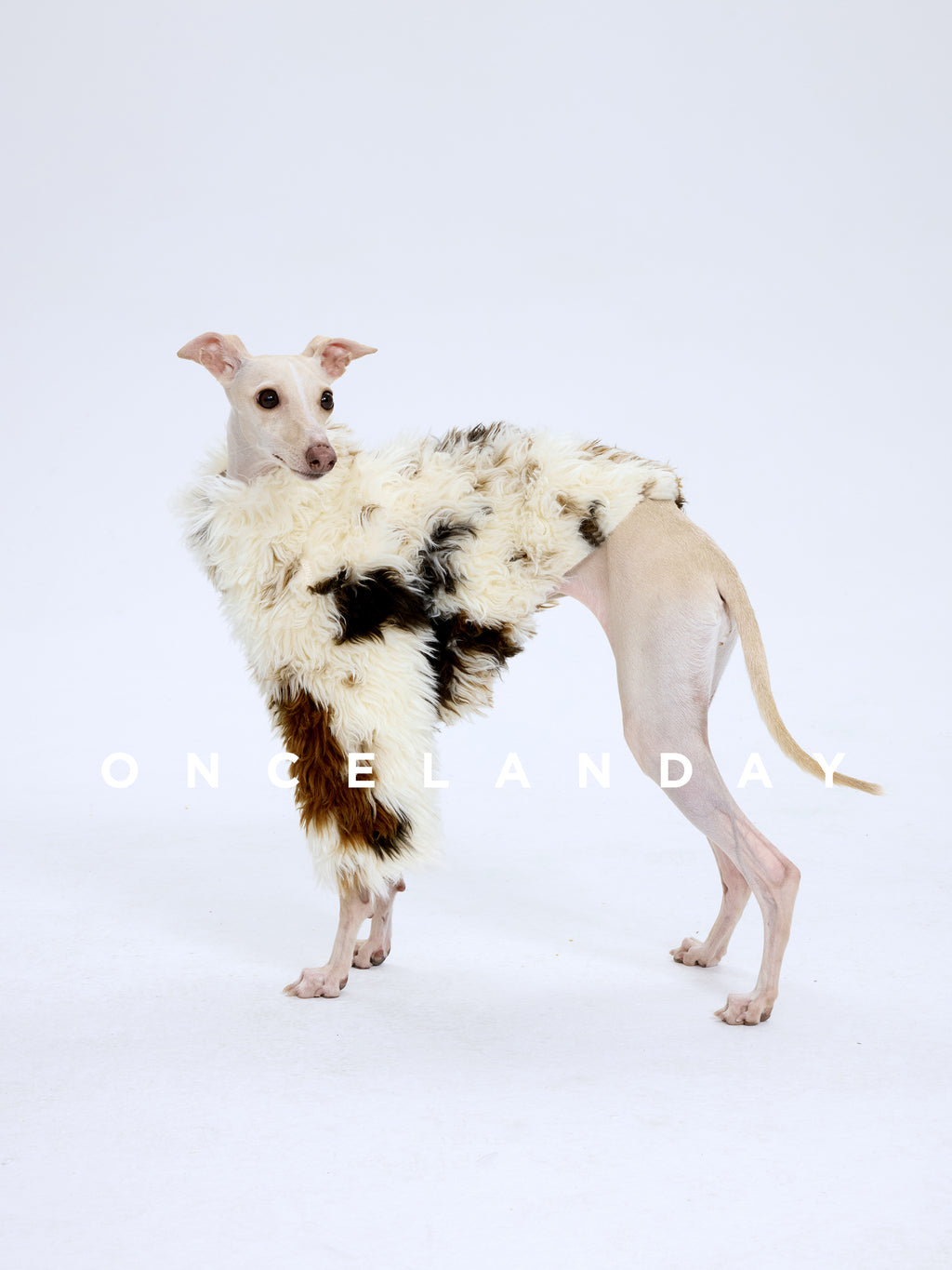Italian Greyhound wearing ONCELANDAY lamb fleece winter jacket photographed on a white background, showing full silhouette and fleece texture
