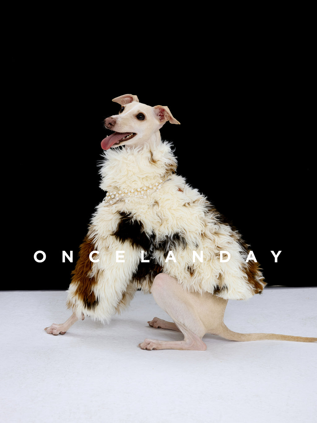 Italian Greyhound sitting against a black background wearing ONCELANDAY lamb fleece jacket, highlighting dense fleece texture and layered material