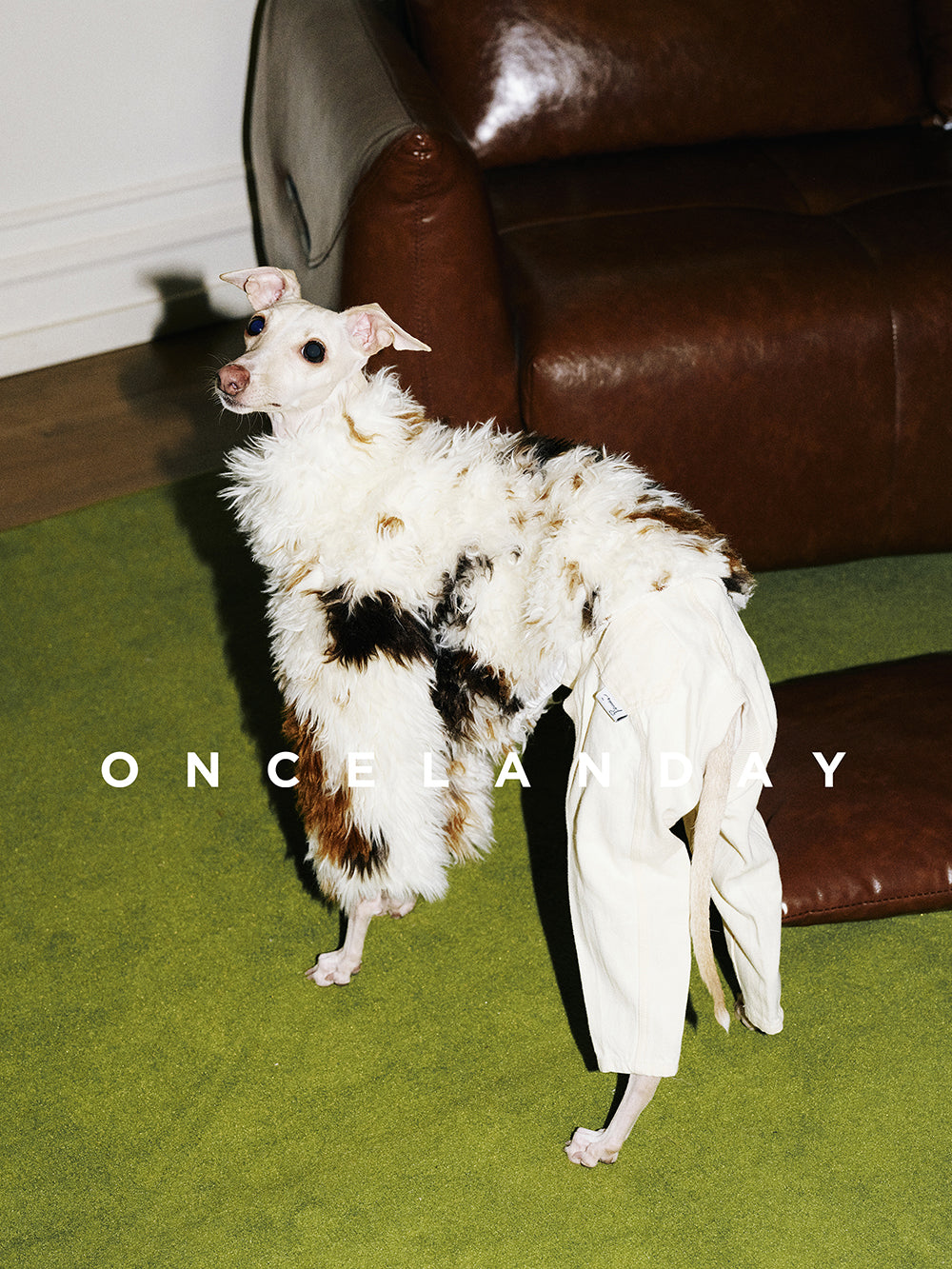 Italian Greyhound standing indoors wearing ONCELANDAY lamb fleece winter jacket, showing natural drape and textured fleece in a home setting