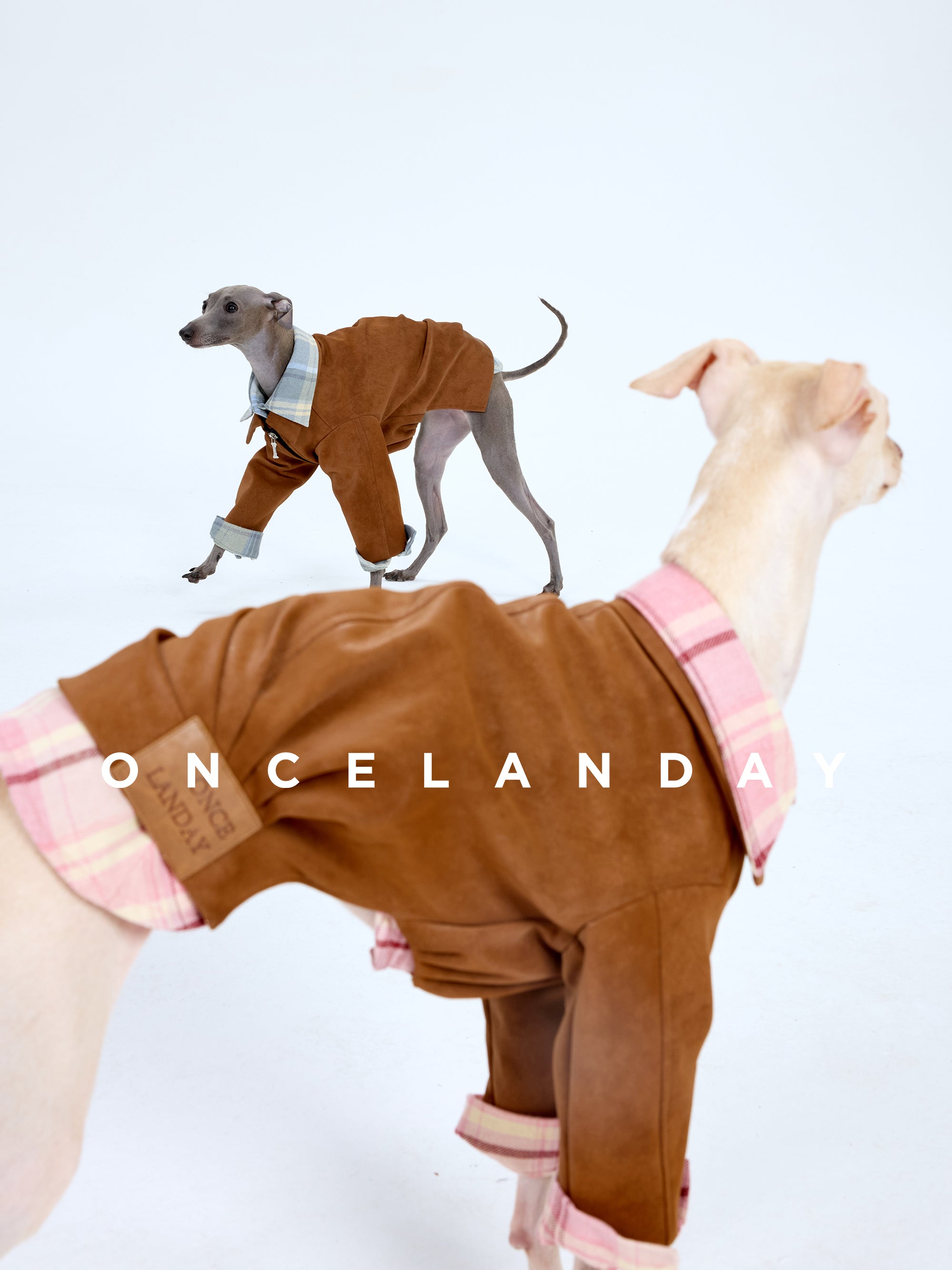 Two sighthounds wearing brown suede-textured ONCELANDAY dog outfits on a white studio set, highlighting plaid trim details in pink (foreground) and blue (background) during movement.