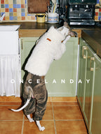 Italian Greyhound reaching up at a kitchen counter while wearing ONCELANDAY white lamb fleece dog jacket, highlighting fleece texture and relaxed indoor styling