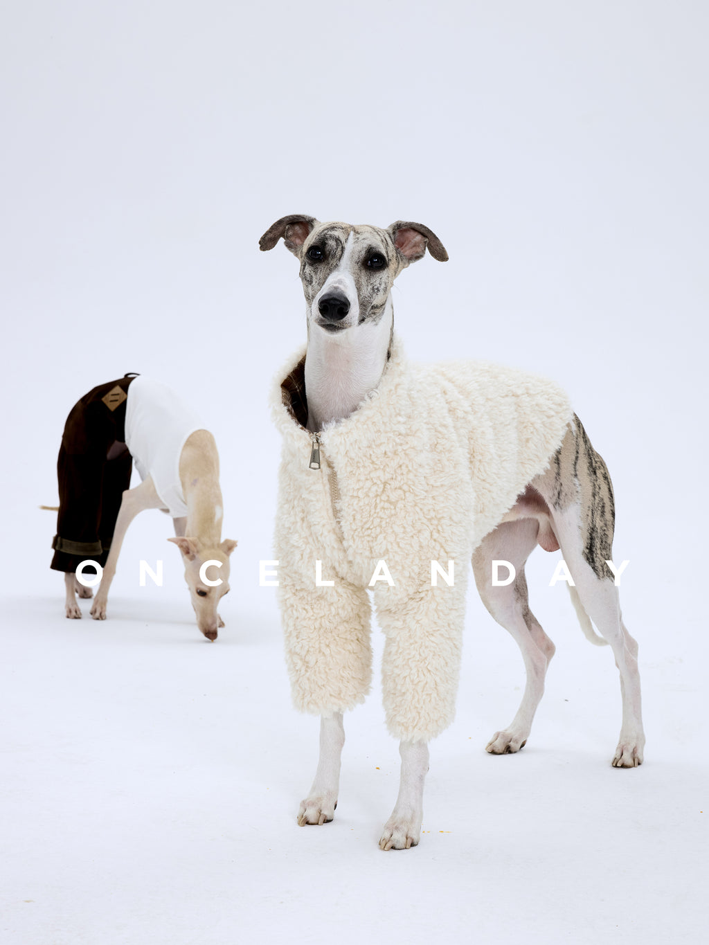 Italian Greyhound standing on a white background wearing ONCELANDAY white lamb fleece dog jacket, showing clean silhouette and fleece texture