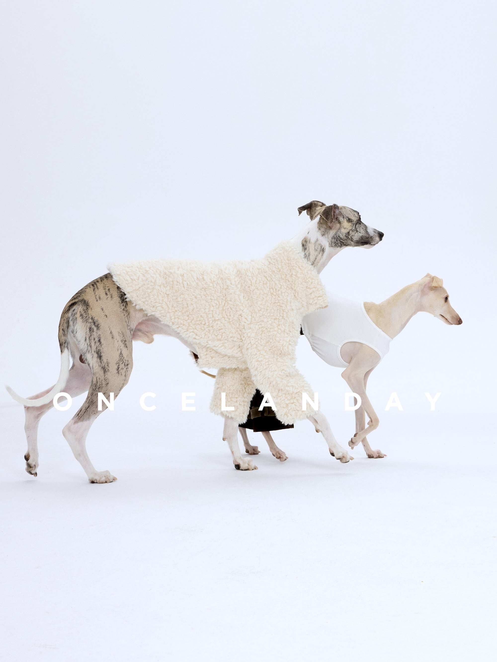 Italian Greyhounds walking on a white background wearing ONCELANDAY dog clothing, featuring a white lamb fleece dog jacket in motion