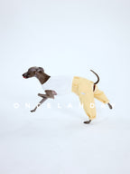 Italian Greyhound running on a white studio background wearing ONCELANDAY yellow dog denim jeans and a white sleeveless top, showing how the denim pants move with the legs