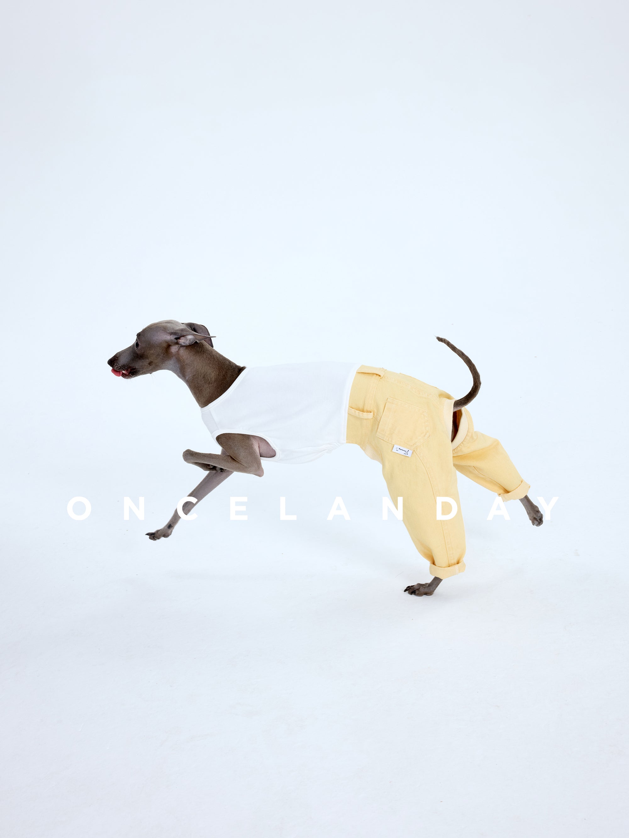 Italian Greyhound running on a white studio background wearing ONCELANDAY yellow dog denim jeans and a white sleeveless top, showing how the denim pants move with the legs