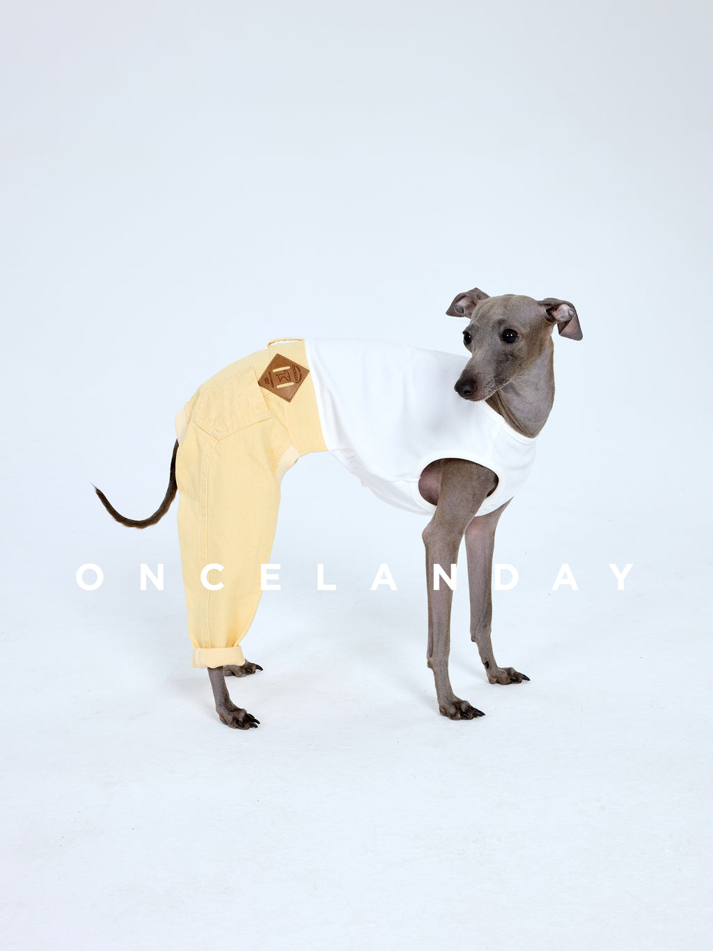 Italian Greyhound turning its head while wearing ONCELANDAY yellow denim dog jeans, showing the leather patch placement near the back waist and the rolled cuff detail