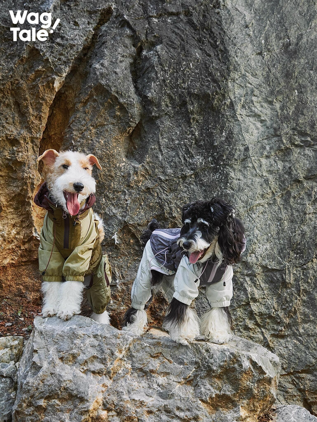 Two dogs standing side by side on rocks wearing lightweight outdoor dog windbreakers with four-leg construction, shown against a rocky cliff for an all-weather adventure look.