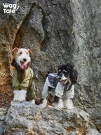 Two dogs standing side by side on rocks wearing lightweight outdoor dog windbreakers with four-leg construction, shown against a rocky cliff for an all-weather adventure look.