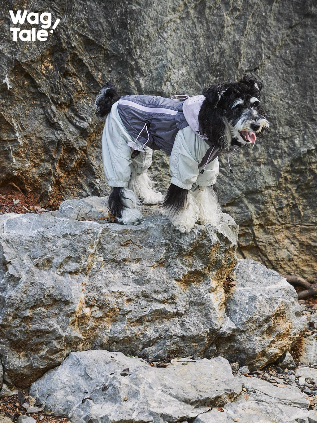 A black and white dog standing on rocks wearing a lightweight outdoor dog windbreaker with a four-leg design and hood, shown in a rugged rocky setting.