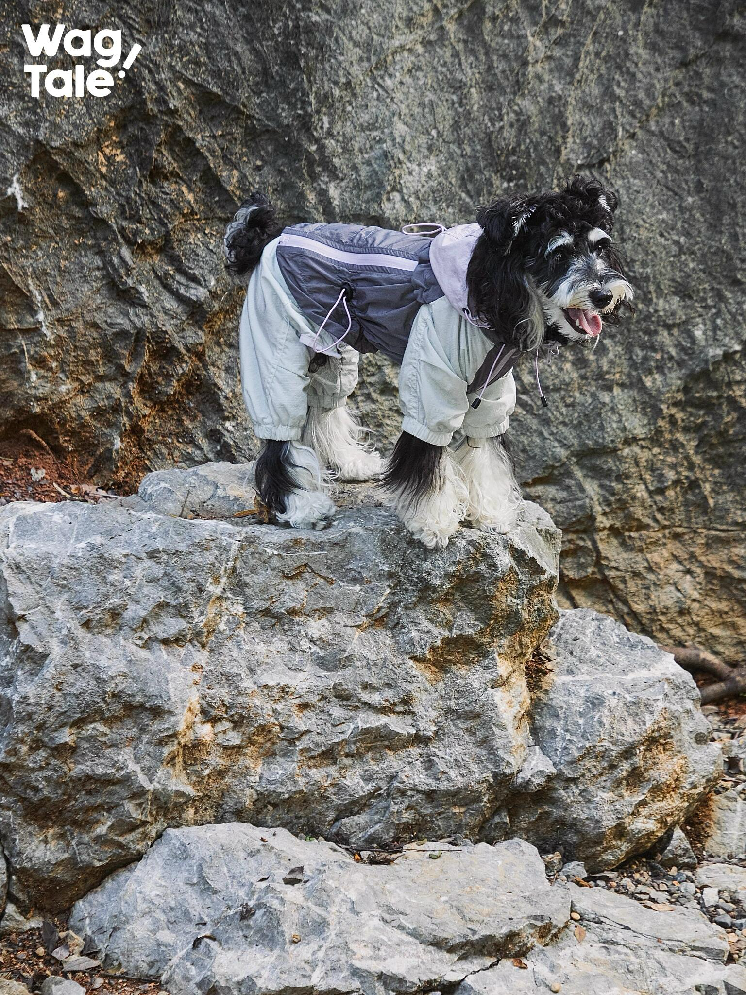 A black and white dog standing on rocks wearing a lightweight outdoor dog windbreaker with a four-leg design and hood, shown in a rugged rocky setting.