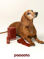 Brown dog with paaaata products on a white background