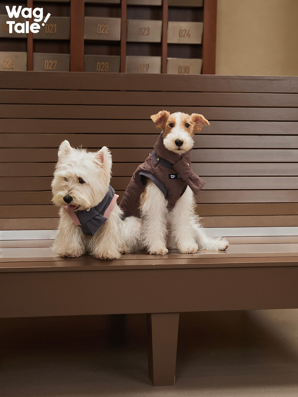 Two dogs wearing padded winter dog vests, showing lightweight insulation, clean silhouette, and suitability for everyday cold-weather walks.