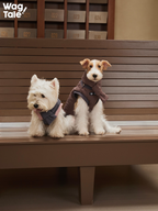 Two dogs wearing padded winter dog vests, showing lightweight insulation, clean silhouette, and suitability for everyday cold-weather walks.