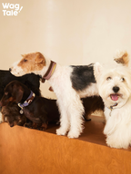 Group photo of dogs wearing wide patchwork leather dog collars in different colorways, showing adjustable fit, soft edges, and premium hardware.
