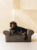 Small dog resting on a velvet pet sofa with rounded armrests, showing a compact sofa design for pets