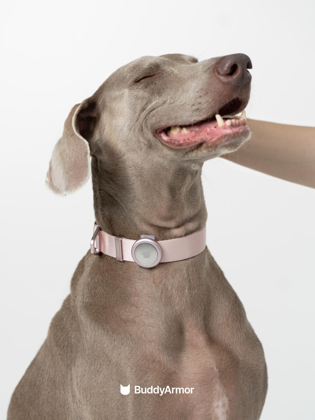Dog wearing a pink dog collar with metal buckle and circular AirTag holder
