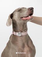 Dog wearing a pink dog collar with metal buckle and circular AirTag holder