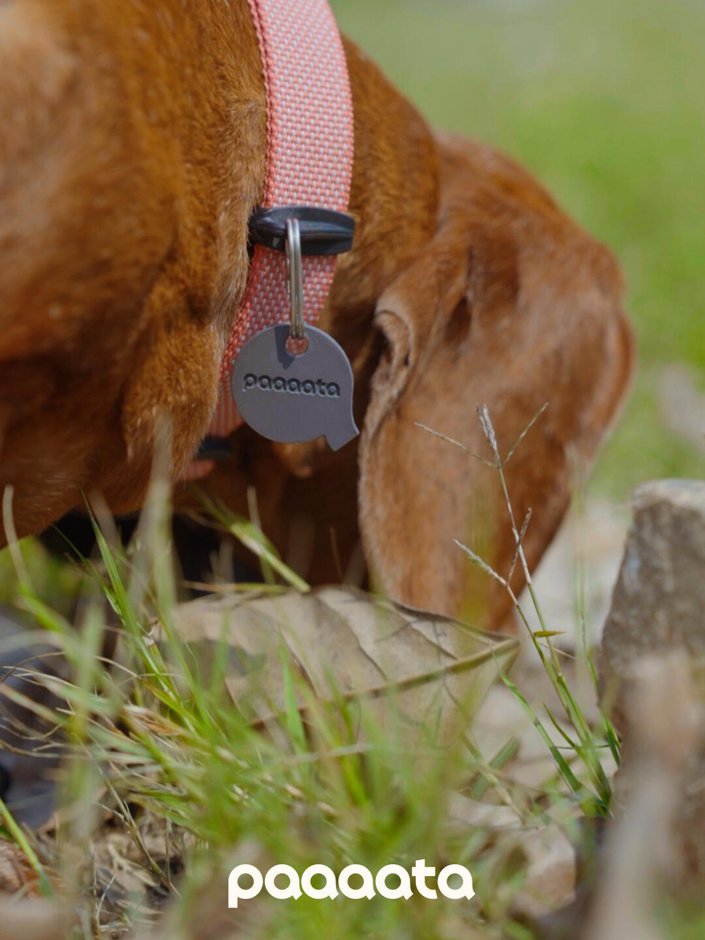 Pink dog collar worn by a Dachshund, featuring a separate ID tag ring with a silicone buffer that reduces noise and provides a comfortable fit during outdoor walks.
