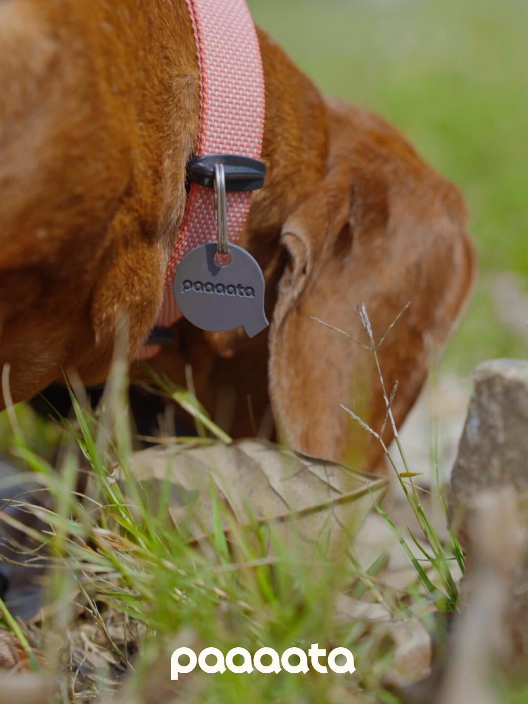 Pink dog collar worn by a Dachshund, featuring a separate ID tag ring with a silicone buffer that reduces noise and provides a comfortable fit during outdoor walks.
