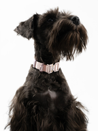 Dog wearing a pink quick release dog collar with metal buckle on white background