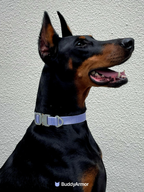Dog wearing a purple dog collar with metal quick release buckle and adjustable strap