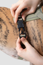 Close-up of the quick-release buckle on a no-pull dog harness, showing the snap buckle design and adjustable webbing for easy on and off.