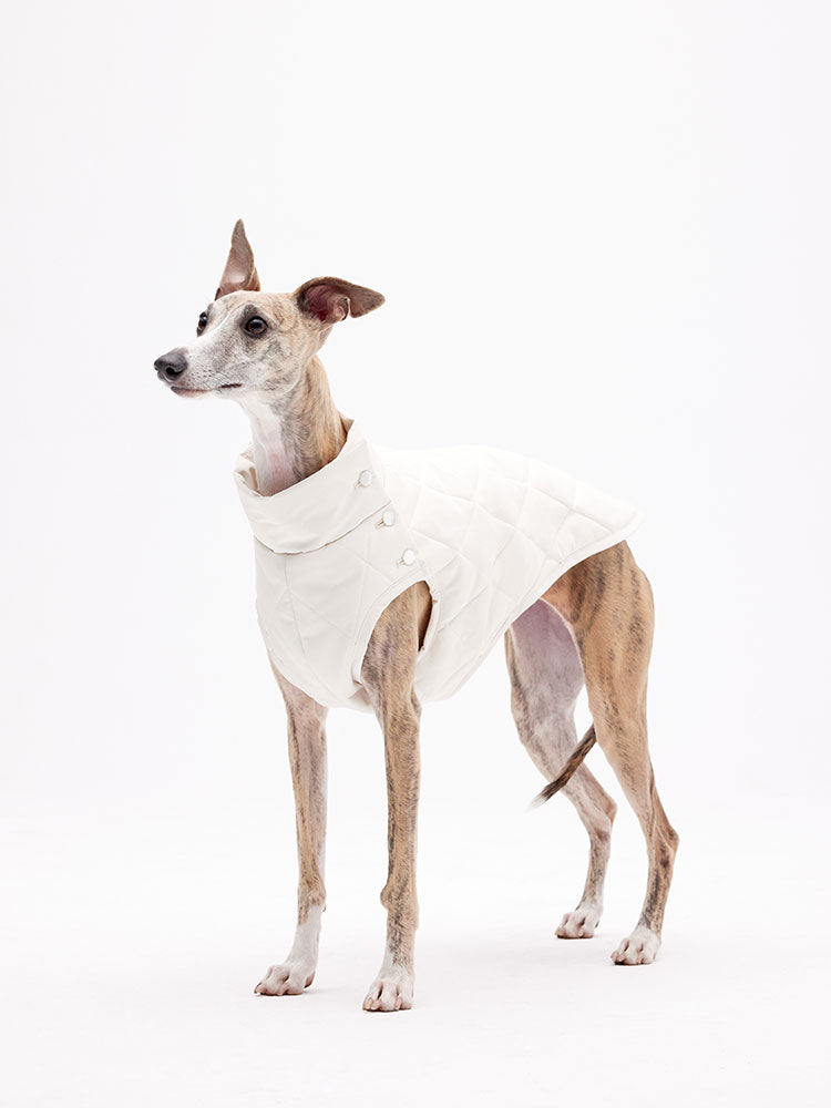 Dog wearing a quilted sleeveless vest, shown in a full-body front view with a high neck design