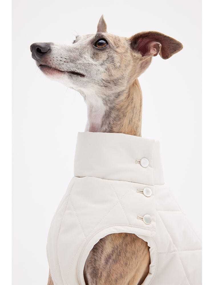 Dog wearing a white quilted sleeveless vest, shown in a full-body front view with a high neck design