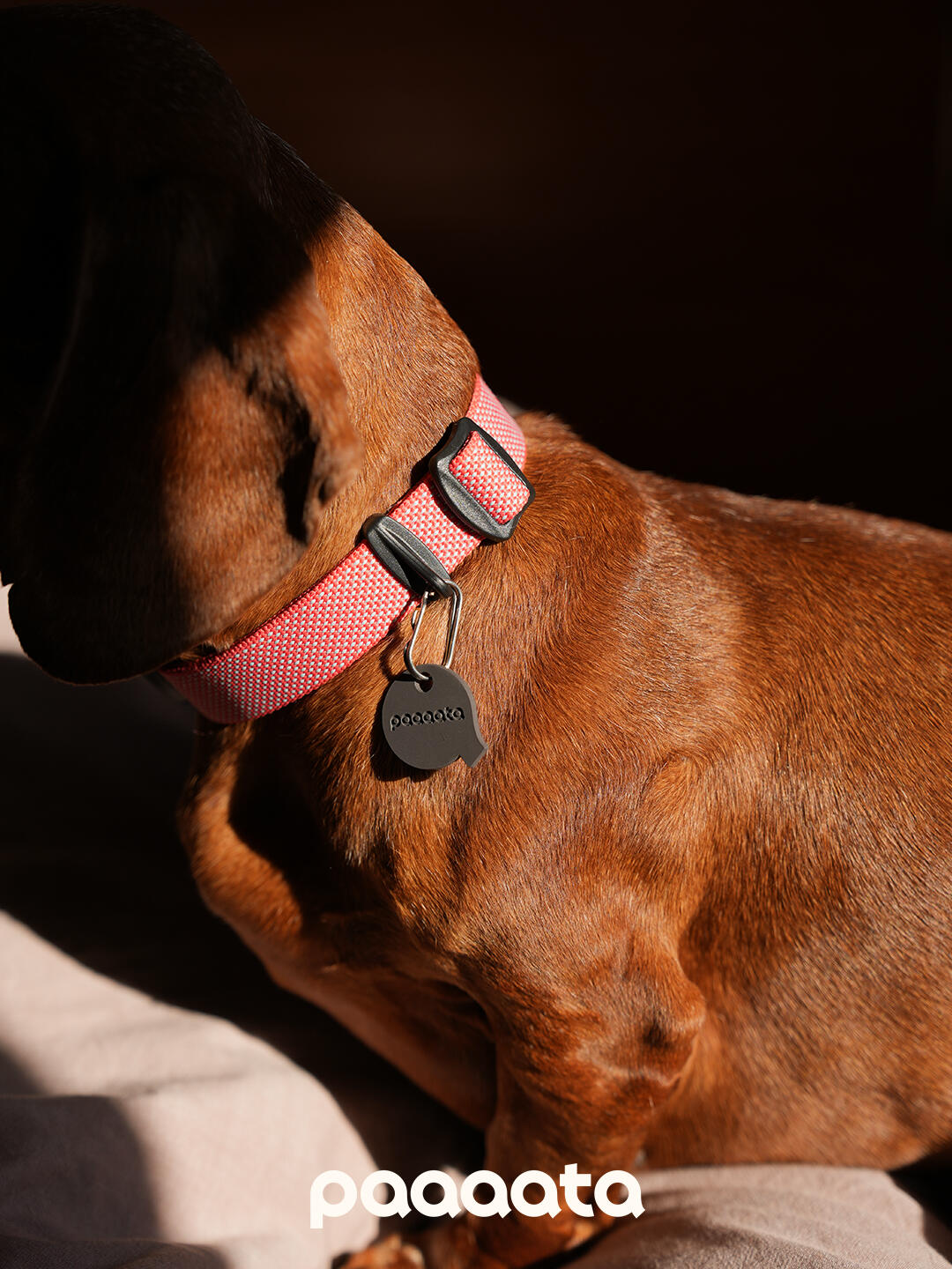 Red dog collar seen from the back on a Dachshund, showing adjustable woven webbing, a secure plastic buckle, and a hanging ID tag for daily wear.