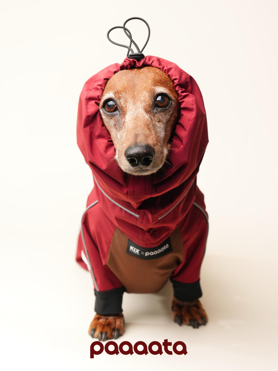 Sausage dog wearing a red waterproof dog rain jacket with the hood tightened, showing full body coverage and a snug fit designed for wet weather.