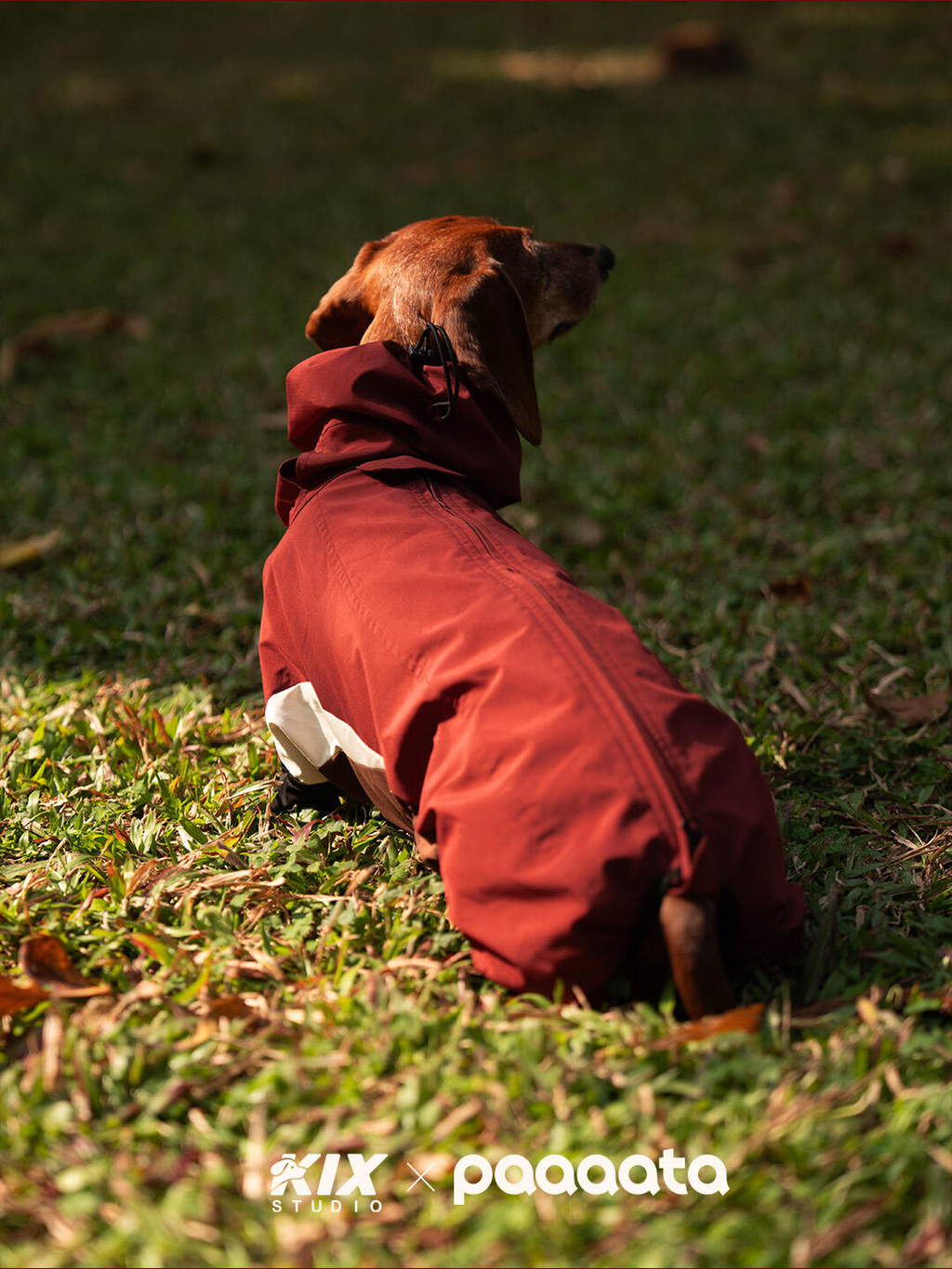 Sausage dog wearing a red waterproof dog rain jacket outdoors, showing full body coverage and a relaxed fit designed for rainy and wet weather walks.