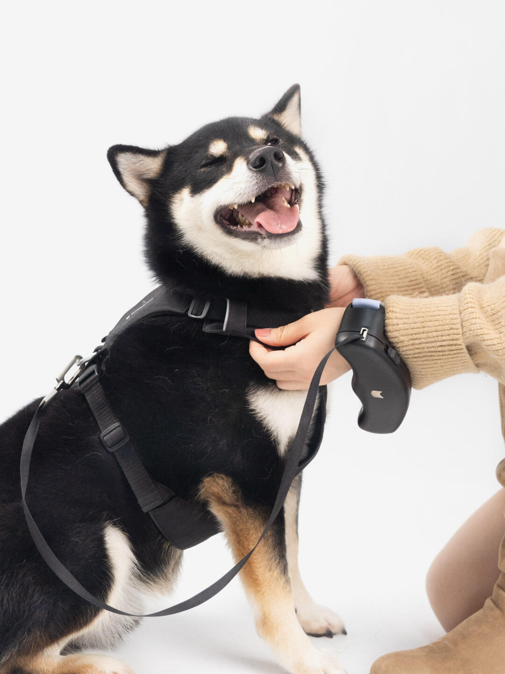 Shiba Inu wearing a dog harness while being held with a retractable dog leash