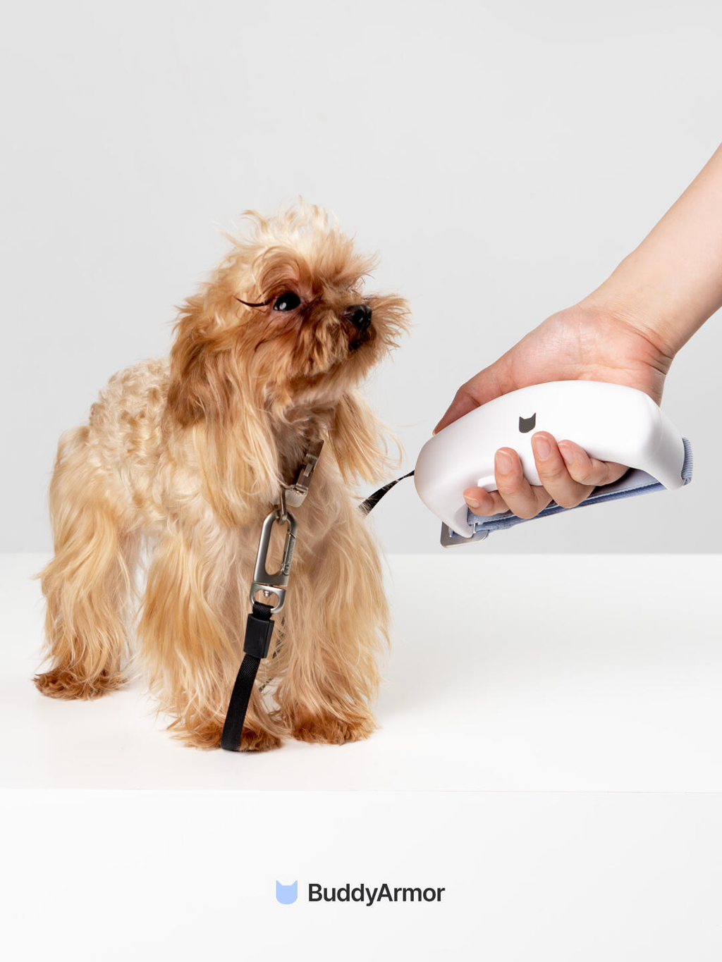Small dog standing and looking at a hand holding a white retractable dog leash