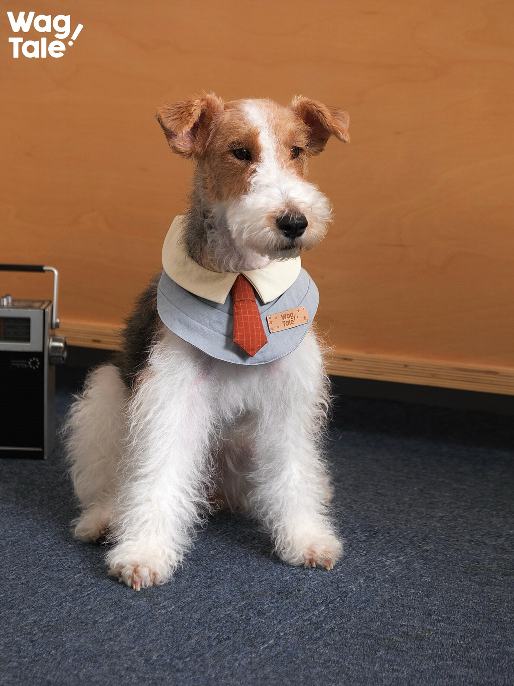 A terrier sitting in a studio setting wearing a retro office-inspired dog bandana, featuring a structured collar, tie accent, and a clean, classic silhouette.