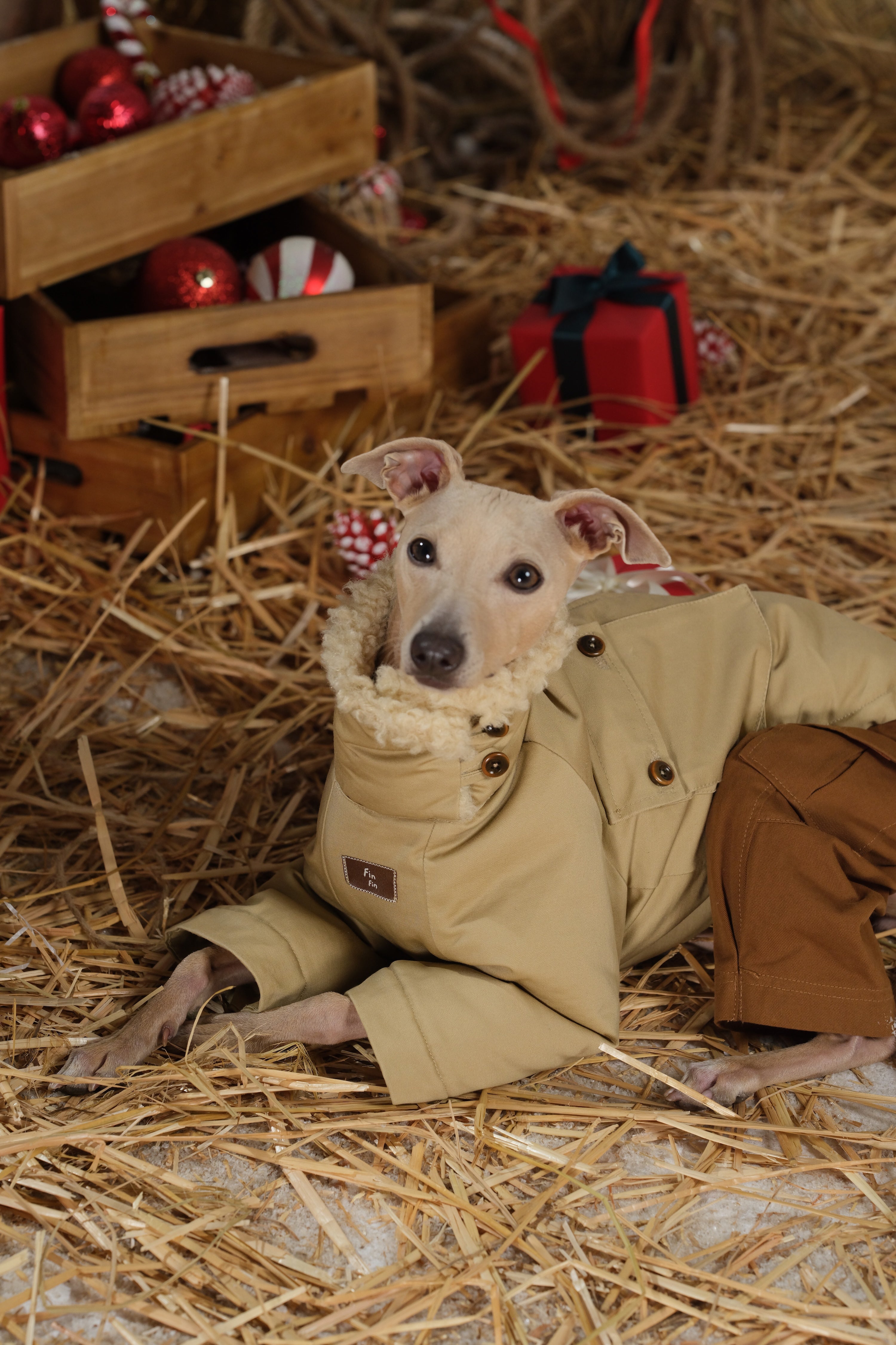 Dog resting indoors wearing a reversible dog jacket with button details and soft fleece collar