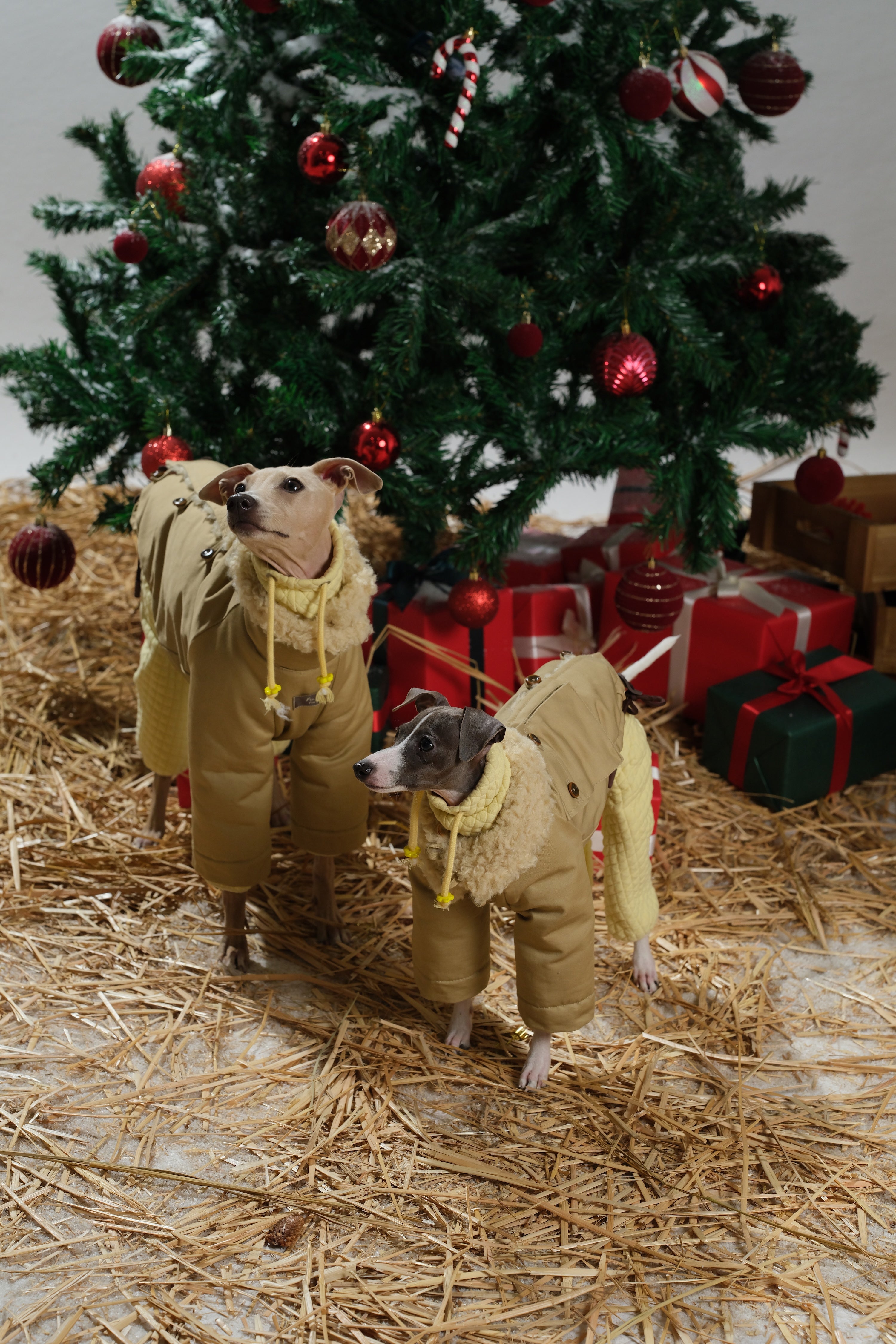 Two dogs wearing the cotton outer side of reversible dog jackets near a Christmas tree, showing a cleaner, structured winter jacket appearance.