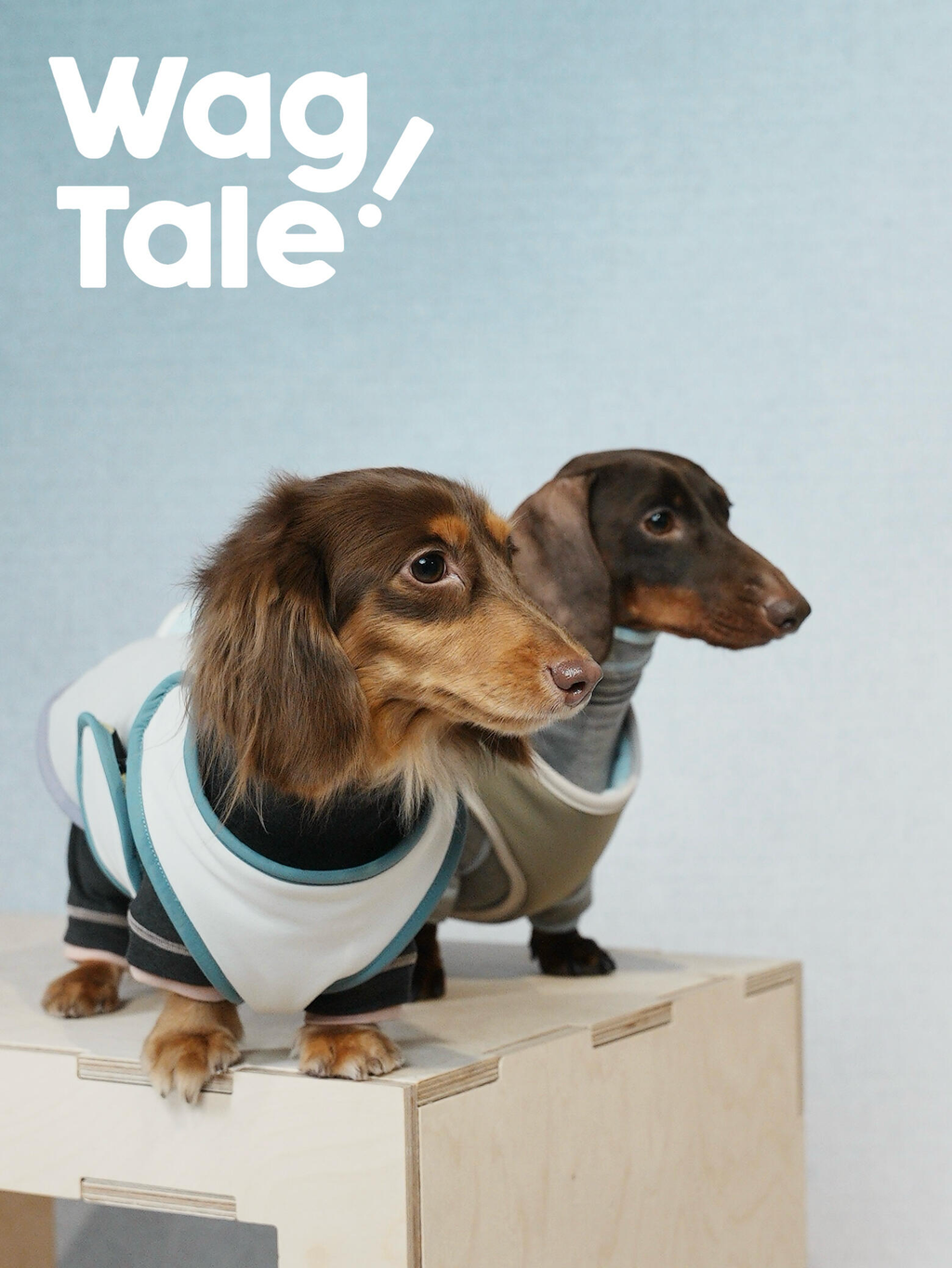Side profile of dogs wearing reversible dog jackets, showing balanced coverage and an adjustable fit.