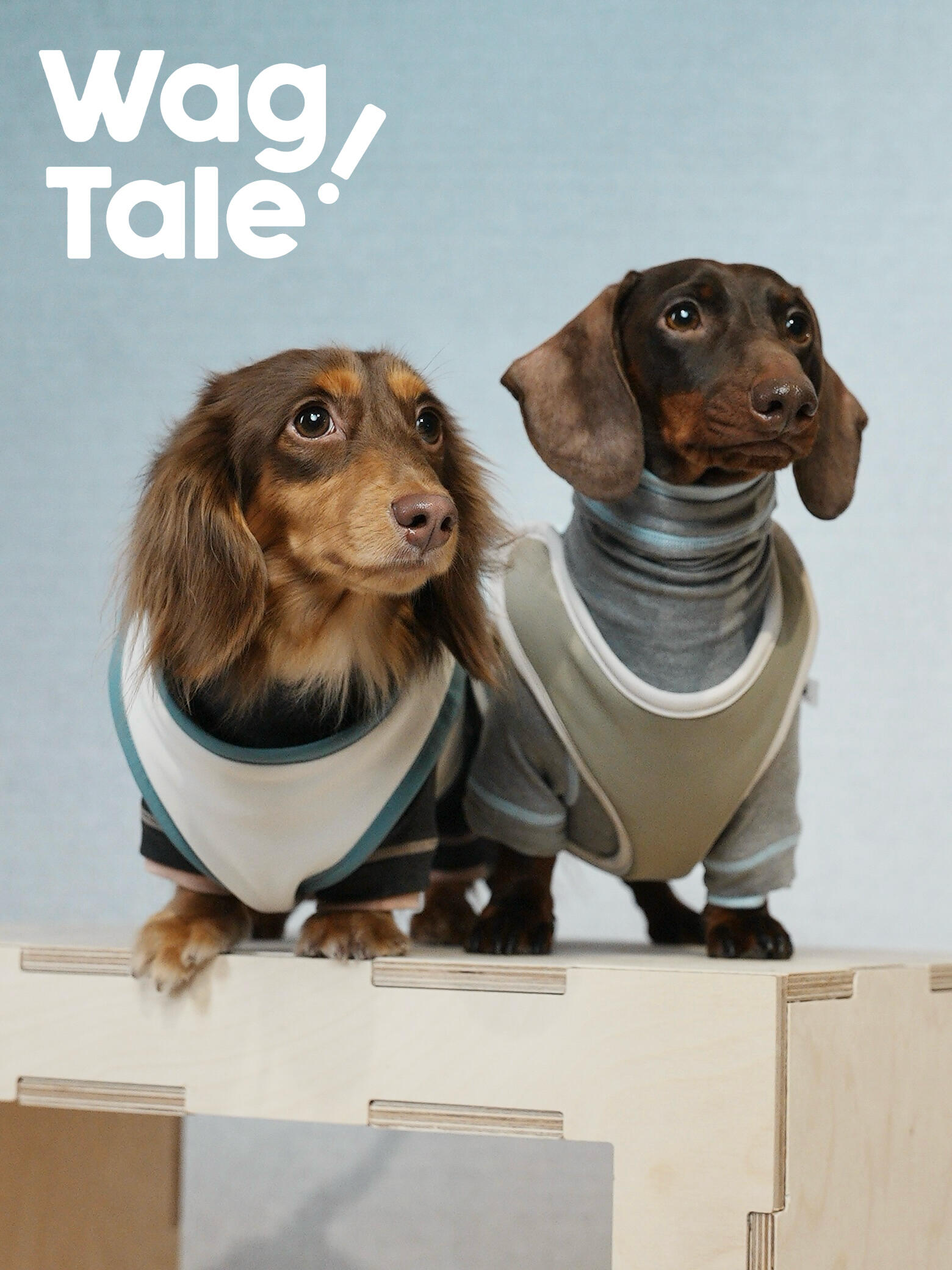Two dogs wearing reversible dog vests with a layered fit, highlighting adjustable chest design and lightweight comfort.