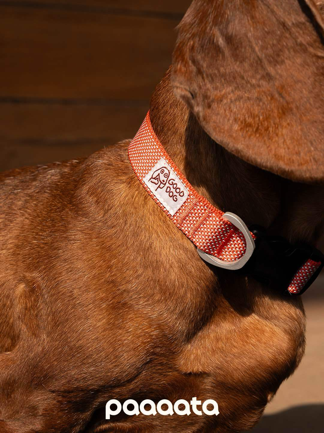 Rust orange dog collar on a Dachshund, showing woven webbing with a lightweight metal leash ring and a smooth fit around the neck for daily walks.