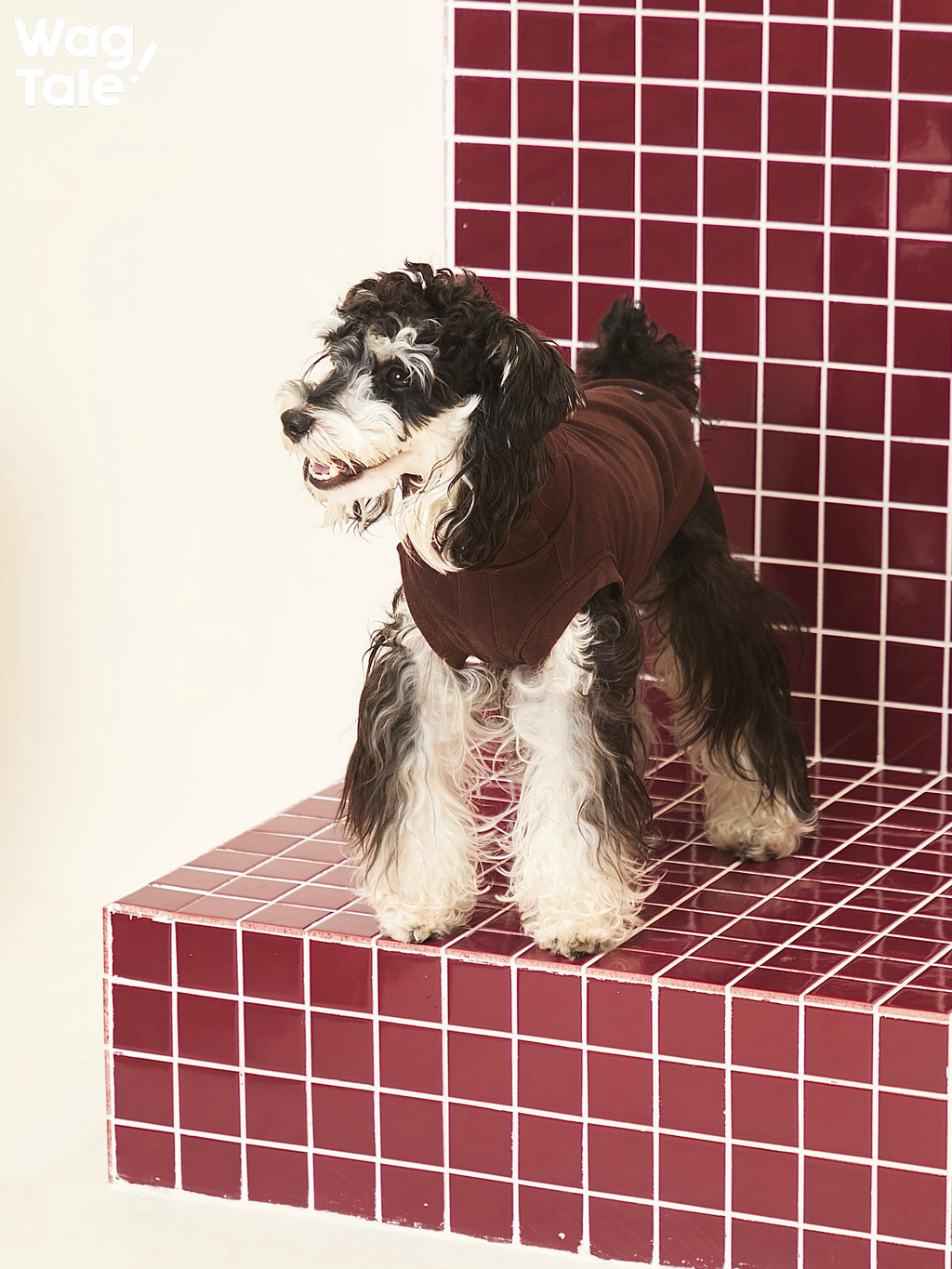 Small dog standing on tiled steps wearing a self-heating dog jumper in dark brown, showing warmth retention and flexible movement.